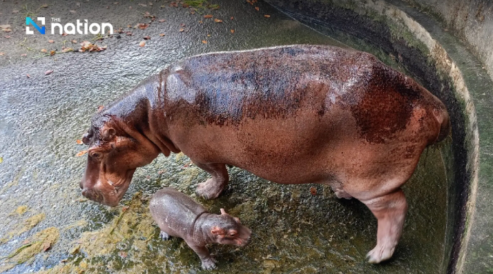 Setelah Moo Deng, Thailand Sambut Kelahiran Bayi Kuda Nil Baru
